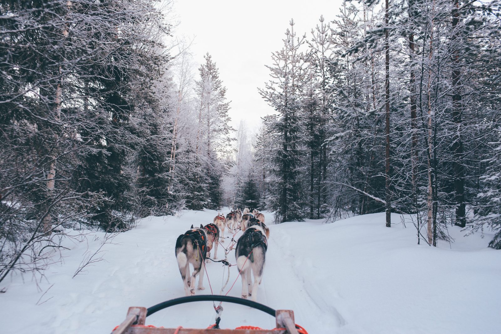 A husky safari through snowy forest near Rovaniemi